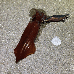 ナイトエギングでアオリイカとケンサキイカを狙う