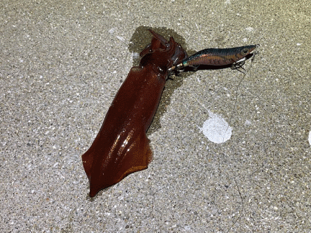 ナイトエギングでアオリイカとケンサキイカを狙う