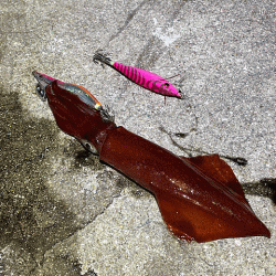 離島での底ネチネチなナイトエギングとショアジギング