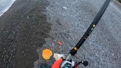 初獲物が本スマ（ヤイトカツオ）となりました…