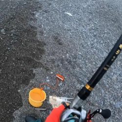 初獲物が本スマ（ヤイトカツオ）となりました。