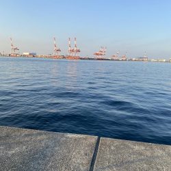 沖堤防にて大サバと今年初の鰆