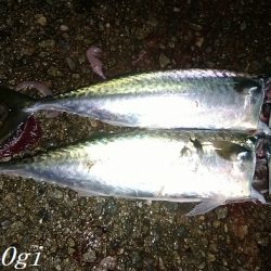 カワハギ&大サバ祭り！！