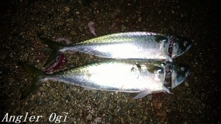 カワハギ&大サバ祭り！！