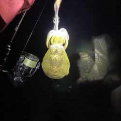 いい型のアオリイカをエギングで。