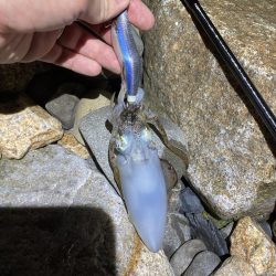 ゴロタでエギング!