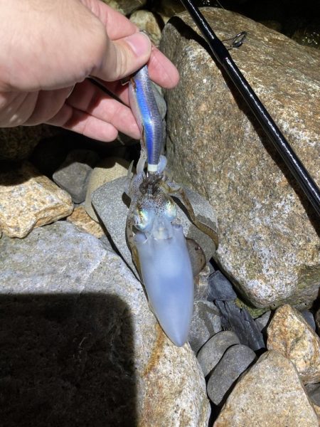 ゴロタでエギング!