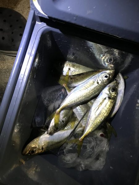 夜アジング調査