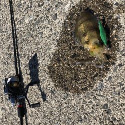 アオリイカ　自己ベスト