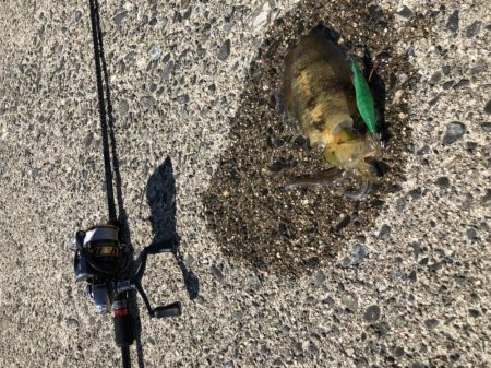 アオリイカ　自己ベスト