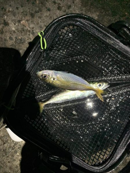 サバラッシュ!!