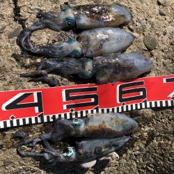 アオリイカまだいますよ