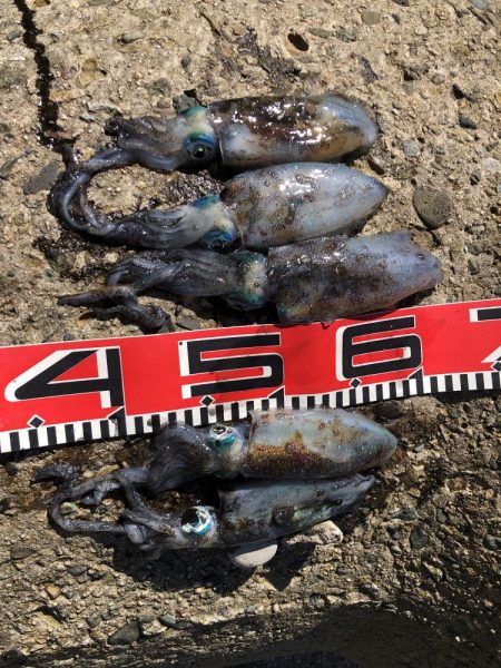 アオリイカまだいますよ