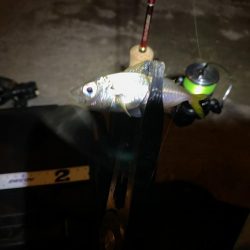 夜中は明暗にしかアジはおらん