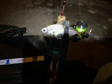 夜中は明暗にしかアジはおらん