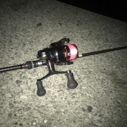 朝マズメに良型アオリイカGET