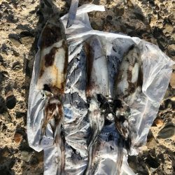 とてもシブかった