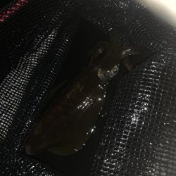 淡路島釣行 エギング釣行 秋イカ390g GET!