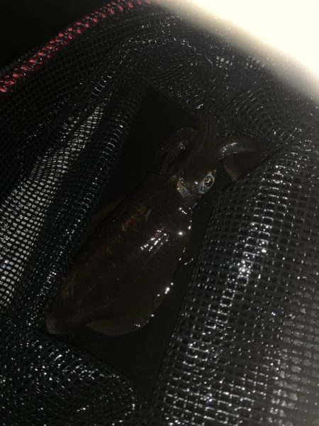 淡路島釣行 エギング釣行 秋イカ390g GET!