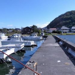 久々子湖のサヨリ