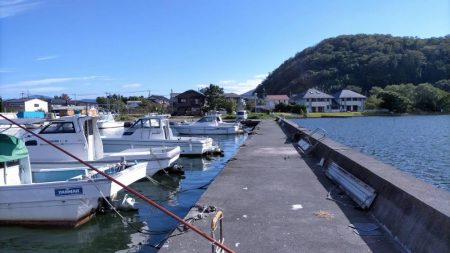 久々子湖のサヨリ