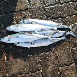 オータムフェスティバル