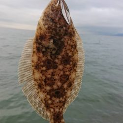 サーフゲームでヒラメ