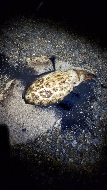 一気に寒さが、強くなりました。