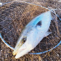 渋い中のワンチャンでメジロ。