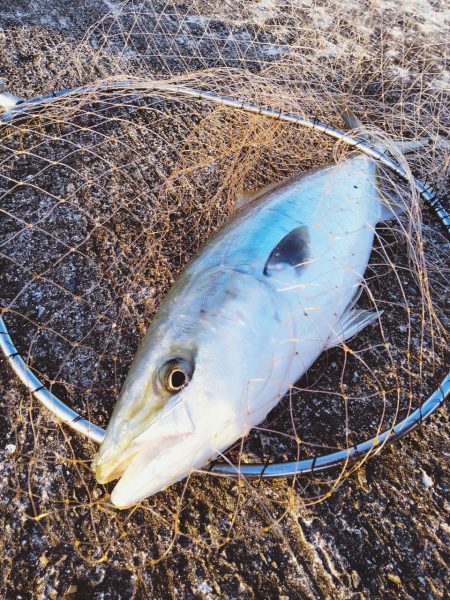 渋い中のワンチャンでメジロ。