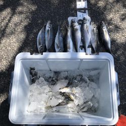 イカに磯にいったが?、あじアジ爆