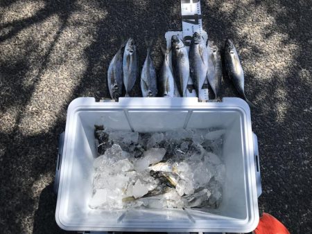 イカに磯にいったが?、あじアジ爆