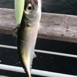 太刀魚の居なくなったシーサイド