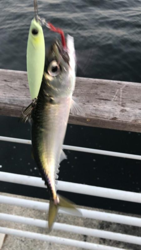 太刀魚の居なくなったシーサイド