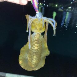 秋イカシーズン好調！