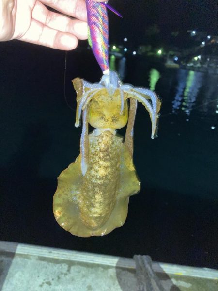 秋イカシーズン好調!