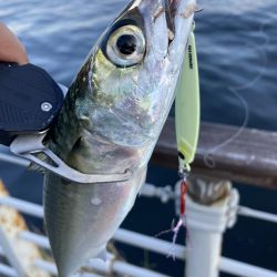 青物遠く鯖ナブラのみ。。