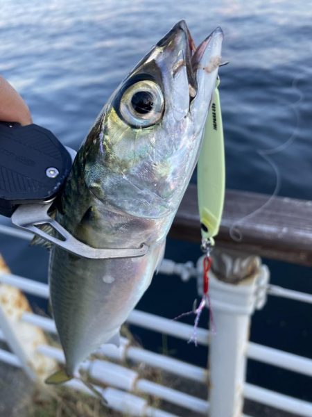 青物遠く鯖ナブラのみ。。