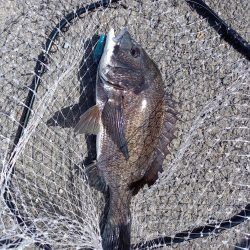 夕方の短時間釣行です。