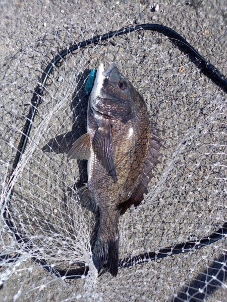 夕方の短時間釣行です。