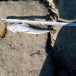 初マゴチ 釣れました