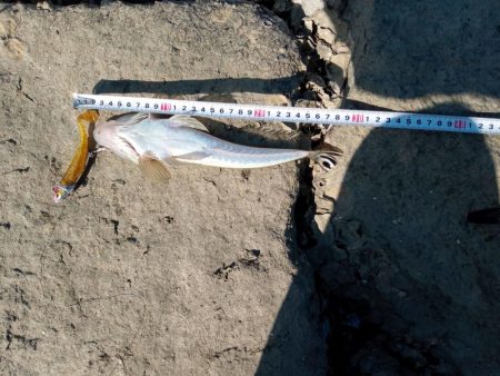 初マゴチ 釣れました