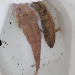 台風がこなかったので