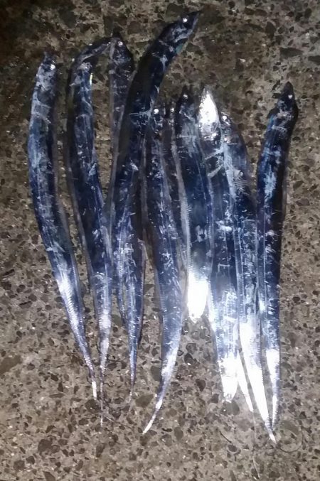 タチウオやっと接岸中