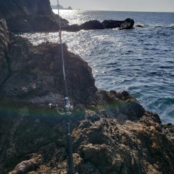 青モンは留守でした