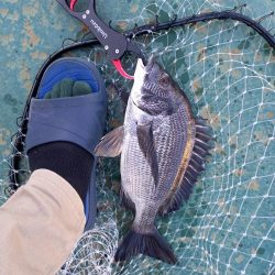 久しぶりのヘチ釣りでしたが