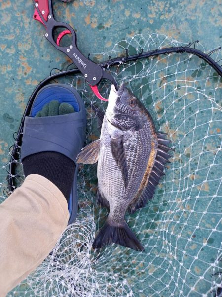 久しぶりのヘチ釣りでしたが