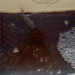 マハタとコウイカが釣れました❗