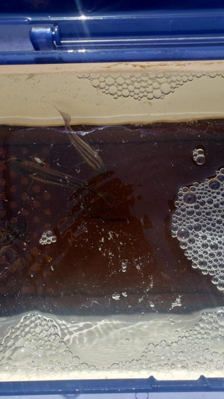 マハタとコウイカが釣れました❗