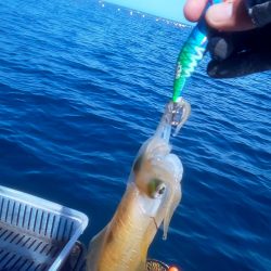 秋イカは簡単なの？